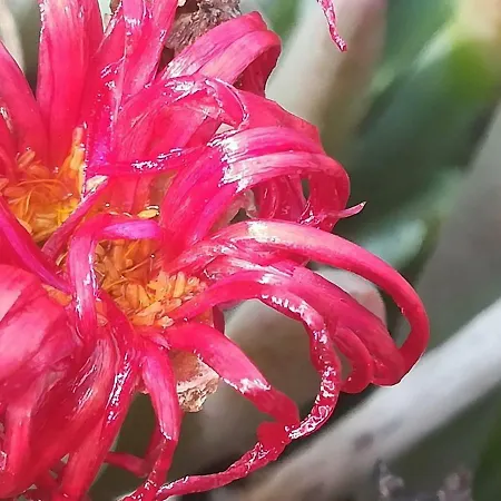 Casa Diana * Máguez